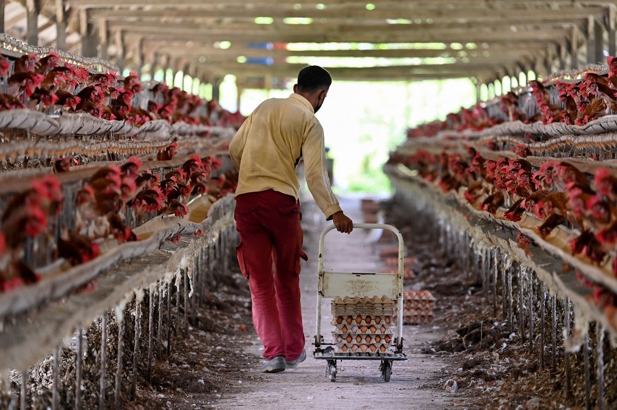 A worker collects eggs at a government-run poultry farm on the outskirts of Blang Bintang in Indonesia's Aceh province on May 31, 2023. (Photo by CHAIDEER MAHYUDDIN / AFP) (Photo by CHAIDEER MAHYUDDIN/AFP via Getty Images)